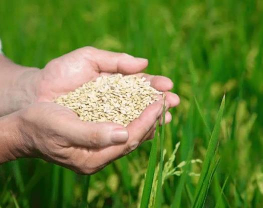 2023年糧食補貼分幾次發放?糧食補貼到賬怎么查詢 2023年糧食補貼分幾次發放?糧食補貼到賬怎么查詢