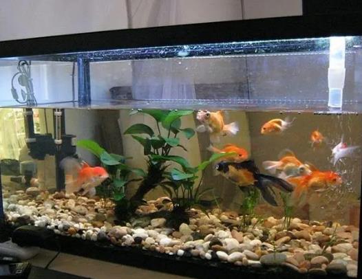 手上有香味能往魚(yú)缸放水嗎?魚(yú)養(yǎng)久了會(huì)有靈性嗎 手上有香味能往魚(yú)缸放水嗎?魚(yú)養(yǎng)久了會(huì)有靈性嗎