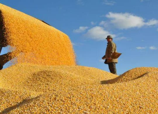 2023年的糧食補貼下來了嗎?糧食補貼是不是誰種地就給誰 2023年的糧食補貼下來了嗎?糧食補貼是不是誰種地就給誰