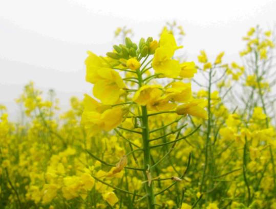 婺源油菜花花期是什么時候?去婺源看油菜花怎么看好 婺源油菜花花期是什么時候?去婺源看油菜花怎么看好