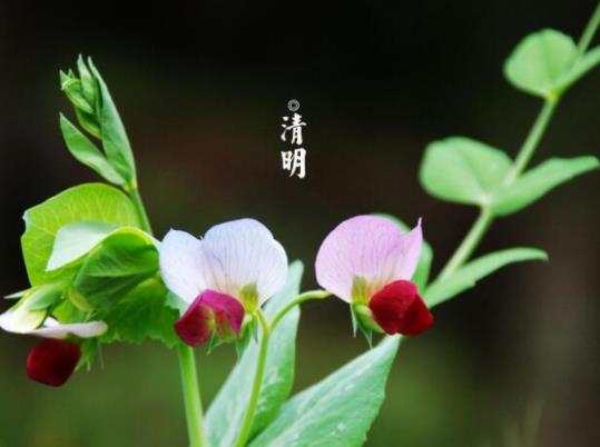 為什么清明節一定要燒紙?清明節燒紙有什么忌諱 為什么清明節一定要燒紙?清明節燒紙有什么忌諱