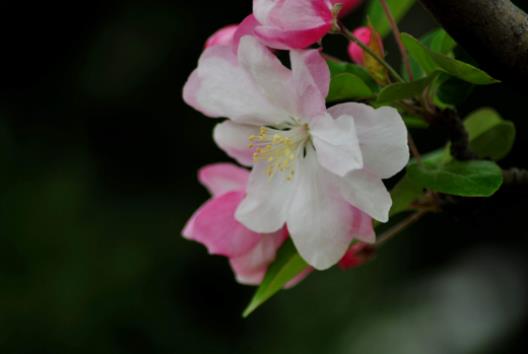 喵街種花中間能不能換花?喵街種花哪發(fā)貨 喵街種花中間能不能換花?喵街種花哪發(fā)貨