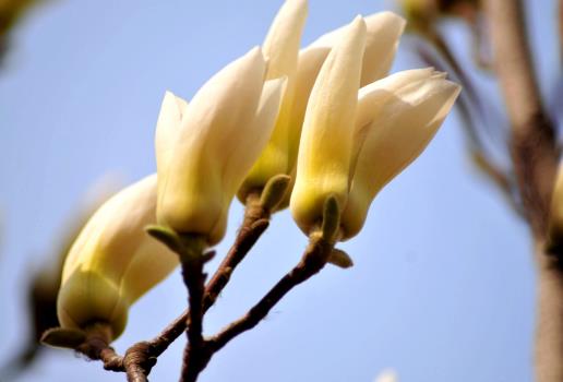 喵街種花中間能不能換花?喵街種花哪發(fā)貨 喵街種花中間能不能換花?喵街種花哪發(fā)貨