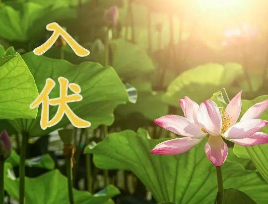 三伏天怎么養生?三伏天吃什么比較好 三伏天怎么養生?三伏天吃什么比較好