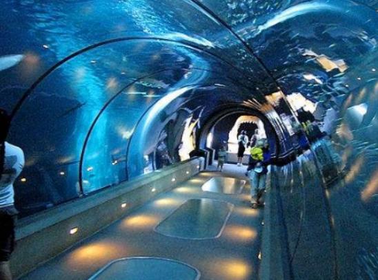 全球十大海洋館排名,亞特蘭大Georgia Aquarium和諾亞方舟非常相似 全球十大海洋館排名,亞特蘭大Georgia Aquarium和諾亞方舟非常相似