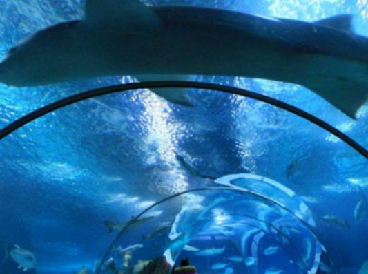 全球十大海洋館排名,亞特蘭大Georgia Aquarium和諾亞方舟非常相似 全球十大海洋館排名,亞特蘭大Georgia Aquarium和諾亞方舟非常相似