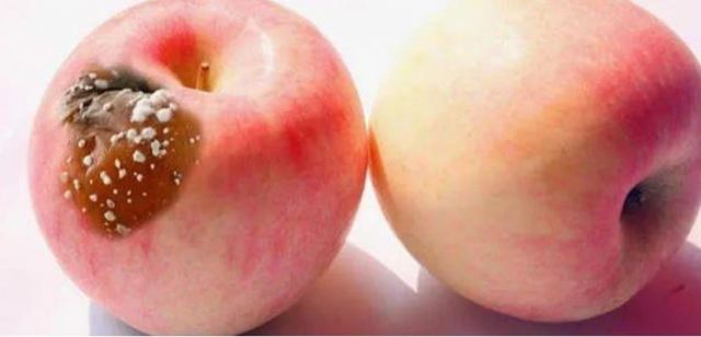 水果上的霉菌是哪種霉菌?水果發霉吸入對人體的危害 水果上的霉菌是哪種霉菌?水果發霉吸入對人體的危害