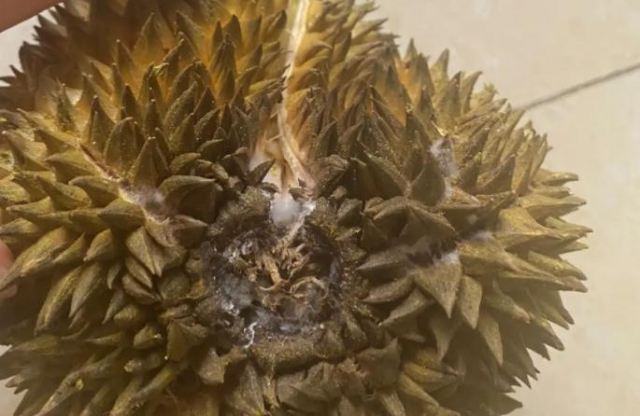 榴蓮?fù)鈿ぐl(fā)霉了還能吃嗎?榴蓮壞了吃了會(huì)中毒嗎 榴蓮?fù)鈿ぐl(fā)霉了還能吃嗎?榴蓮壞了吃了會(huì)中毒嗎