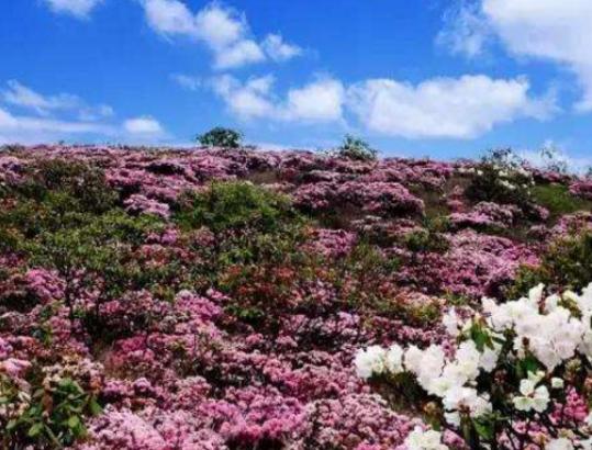中國(guó)最美十大花海排名,霍城薰衣草花海、金陽(yáng)索瑪花海讓你大開(kāi)眼界 中國(guó)最美十大花海排名,霍城薰衣草花海、金陽(yáng)索瑪花海讓你大開(kāi)眼界