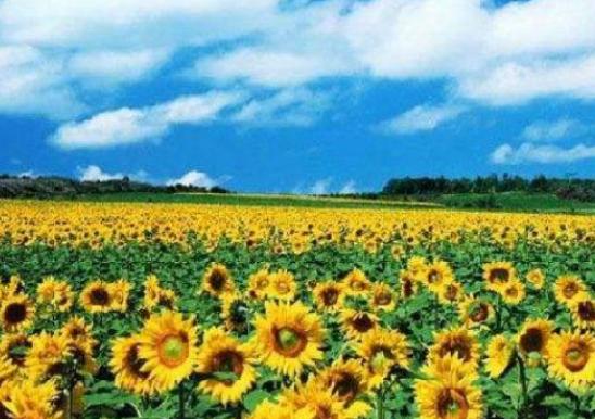 中國(guó)最美十大花海排名,霍城薰衣草花海、金陽(yáng)索瑪花海讓你大開(kāi)眼界 中國(guó)最美十大花海排名,霍城薰衣草花海、金陽(yáng)索瑪花海讓你大開(kāi)眼界