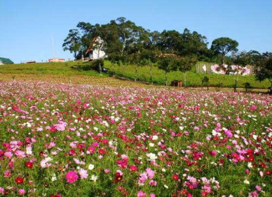 中國(guó)最美十大花海排名,霍城薰衣草花海、金陽(yáng)索瑪花海讓你大開(kāi)眼界 中國(guó)最美十大花海排名,霍城薰衣草花海、金陽(yáng)索瑪花海讓你大開(kāi)眼界