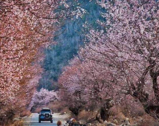 中國(guó)最美十大花海排名,霍城薰衣草花海、金陽(yáng)索瑪花海讓你大開(kāi)眼界 中國(guó)最美十大花海排名,霍城薰衣草花海、金陽(yáng)索瑪花海讓你大開(kāi)眼界