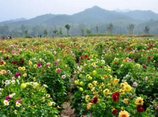 中國(guó)最美十大花海排名,霍城薰衣草花海、金陽(yáng)索瑪花海讓你大開(kāi)眼界 中國(guó)最美十大花海排名,霍城薰衣草花海、金陽(yáng)索瑪花海讓你大開(kāi)眼界