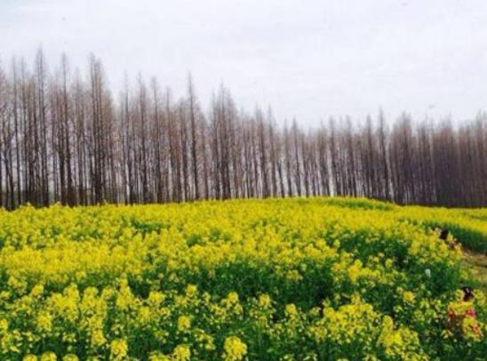 潛江最好玩的地方排行榜,曹禺紀(jì)念館、龍灣遺址展示園藝術(shù)價(jià)值高 潛江最好玩的地方排行榜,曹禺紀(jì)念館、龍灣遺址展示園藝術(shù)價(jià)值高