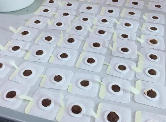 三伏貼要貼幾年才有效?三伏貼價格不等效果一樣嗎 三伏貼要貼幾年才有效?三伏貼價格不等效果一樣嗎