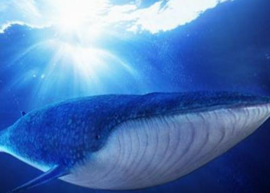 海洋10大巨型生物排行榜,獅鬃水母令人致死、藍(lán)鯨瀕臨滅絕 海洋10大巨型生物排行榜,獅鬃水母令人致死、藍(lán)鯨瀕臨滅絕