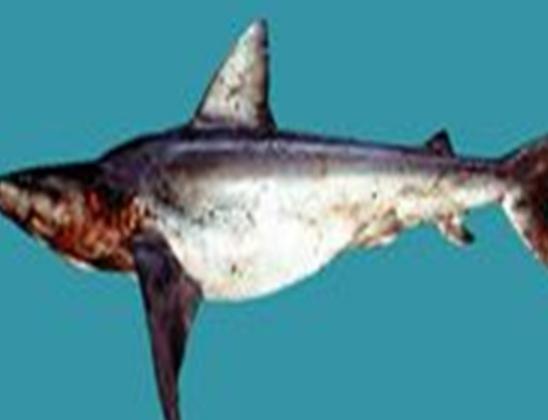 海洋10大巨型生物排行榜,獅鬃水母令人致死、藍(lán)鯨瀕臨滅絕 海洋10大巨型生物排行榜,獅鬃水母令人致死、藍(lán)鯨瀕臨滅絕