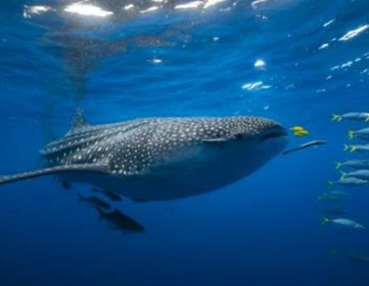 海洋10大巨型生物排行榜,獅鬃水母令人致死、藍(lán)鯨瀕臨滅絕 海洋10大巨型生物排行榜,獅鬃水母令人致死、藍(lán)鯨瀕臨滅絕