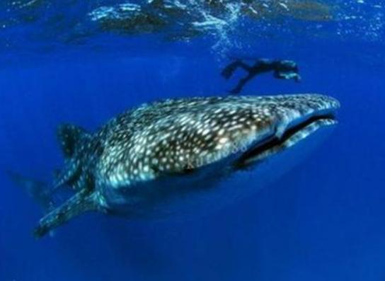 海洋10大巨型生物排行榜,獅鬃水母令人致死、藍(lán)鯨瀕臨滅絕 海洋10大巨型生物排行榜,獅鬃水母令人致死、藍(lán)鯨瀕臨滅絕