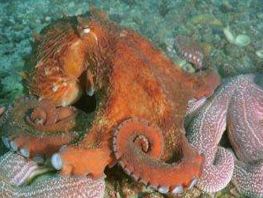 海洋10大巨型生物排行榜,獅鬃水母令人致死、藍(lán)鯨瀕臨滅絕 海洋10大巨型生物排行榜,獅鬃水母令人致死、藍(lán)鯨瀕臨滅絕