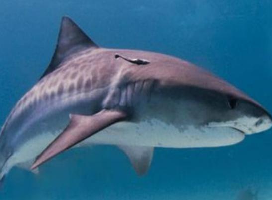 海洋10大巨型生物排行榜,獅鬃水母令人致死、藍(lán)鯨瀕臨滅絕 海洋10大巨型生物排行榜,獅鬃水母令人致死、藍(lán)鯨瀕臨滅絕