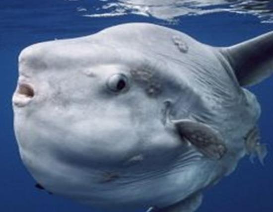 海洋10大巨型生物排行榜,獅鬃水母令人致死、藍(lán)鯨瀕臨滅絕 海洋10大巨型生物排行榜,獅鬃水母令人致死、藍(lán)鯨瀕臨滅絕