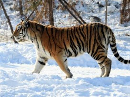 地球陸地10大巨型生物排行榜,非洲象戰(zhàn)斗力不錯、河馬嘴巴巨大 地球陸地10大巨型生物排行榜,非洲象戰(zhàn)斗力不錯、河馬嘴巴巨大