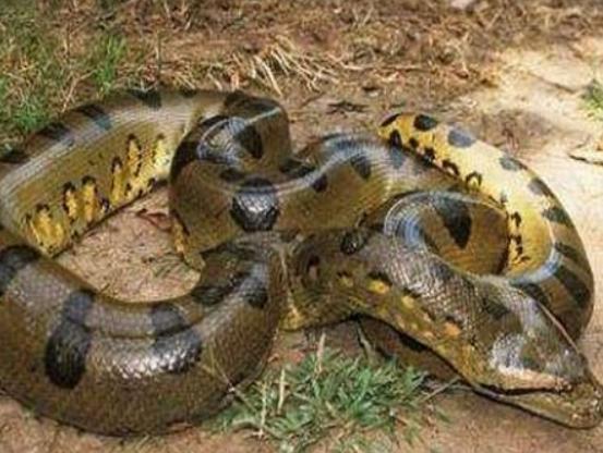 地球陸地10大巨型生物排行榜,非洲象戰(zhàn)斗力不錯、河馬嘴巴巨大 地球陸地10大巨型生物排行榜,非洲象戰(zhàn)斗力不錯、河馬嘴巴巨大