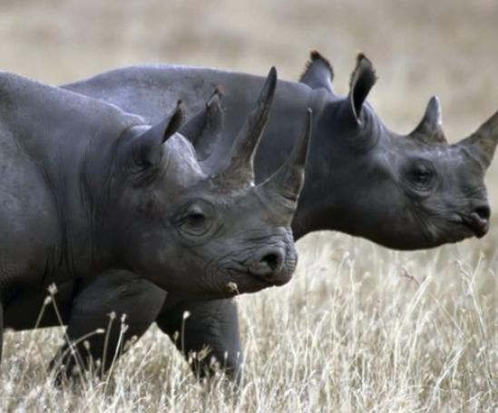 世界十大最稀有的動物排名,爪哇犀牛全球僅存35頭、遠東豹現存約10只 世界十大最稀有的動物排名,爪哇犀牛全球僅存35頭、遠東豹現存約10只