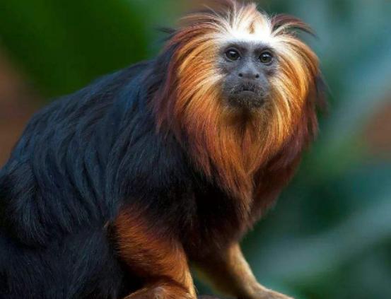 世界十大最稀有的動物排名,爪哇犀牛全球僅存35頭、遠東豹現存約10只 世界十大最稀有的動物排名,爪哇犀牛全球僅存35頭、遠東豹現存約10只