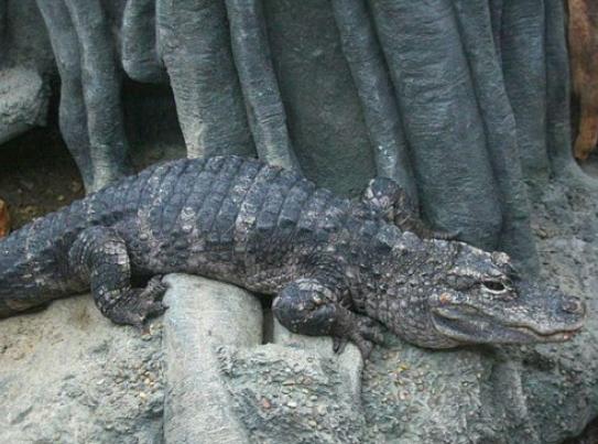 世界十大最稀有的動物排名,爪哇犀牛全球僅存35頭、遠東豹現存約10只 世界十大最稀有的動物排名,爪哇犀牛全球僅存35頭、遠東豹現存約10只