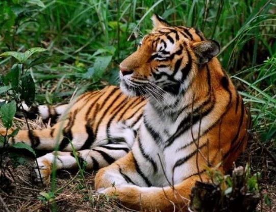 世界十大最稀有的動物排名,爪哇犀牛全球僅存35頭、遠東豹現存約10只 世界十大最稀有的動物排名,爪哇犀牛全球僅存35頭、遠東豹現存約10只