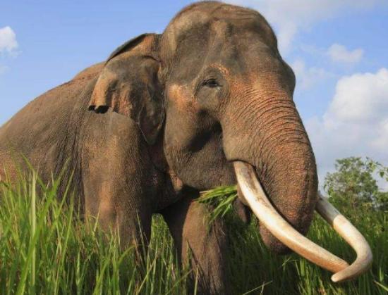 世界十大最稀有的動物排名,爪哇犀牛全球僅存35頭、遠東豹現存約10只 世界十大最稀有的動物排名,爪哇犀牛全球僅存35頭、遠東豹現存約10只