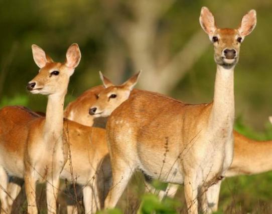 世界十大最稀有的動物排名,爪哇犀牛全球僅存35頭、遠東豹現存約10只 世界十大最稀有的動物排名,爪哇犀牛全球僅存35頭、遠東豹現存約10只