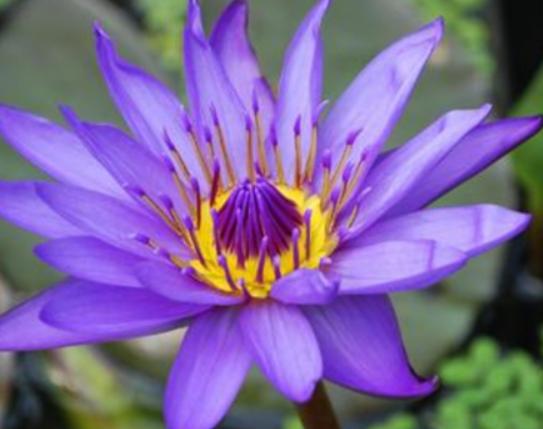 世界上最神秘的花排行榜,幽靈蘭花非常稀有、巧克力宇宙是瀕;ɑ 世界上最神秘的花排行榜,幽靈蘭花非常稀有、巧克力宇宙是瀕;ɑ