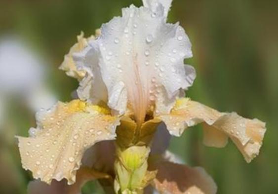 世界上最神秘的花排行榜,幽靈蘭花非常稀有、巧克力宇宙是瀕危花卉 世界上最神秘的花排行榜,幽靈蘭花非常稀有、巧克力宇宙是瀕;ɑ
