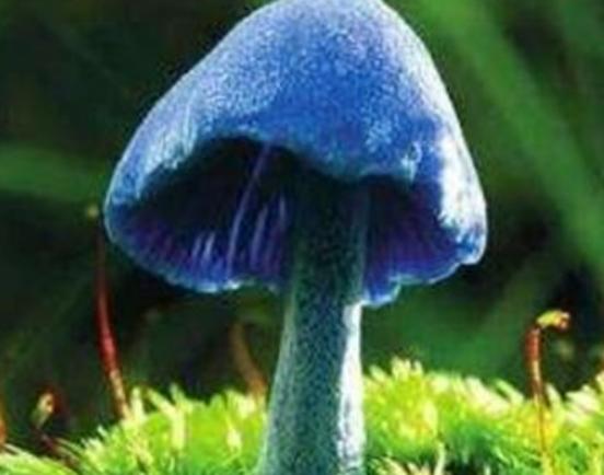 世界最奇特且最毒的十大蘑菇,血齒菌毒性很強、食用鹿花菌嚴重可致命 世界最奇特且最毒的十大蘑菇,血齒菌毒性很強、食用鹿花菌嚴重可致命