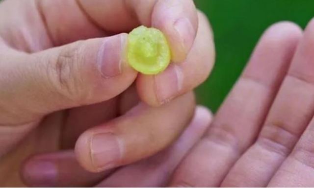葡萄對皮膚好嗎?葡萄中含有的營養(yǎng)成分 葡萄對皮膚好嗎?葡萄中含有的營養(yǎng)成分