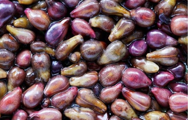 乳腺增生能吃葡萄籽嗎?swisse葡萄籽來(lái)月經(jīng)可以吃嗎 乳腺增生能吃葡萄籽嗎?swisse葡萄籽來(lái)月經(jīng)可以吃嗎