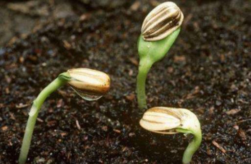 花種子種好后多久發(fā)芽?隔年的種子能不能種出來 花種子種好后多久發(fā)芽?隔年的種子能不能種出來