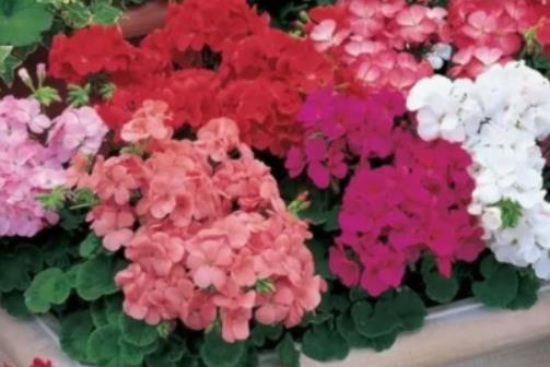 生根粉如何催種子發(fā)芽?為什么種子發(fā)芽后幾天死了 生根粉如何催種子發(fā)芽?為什么種子發(fā)芽后幾天死了