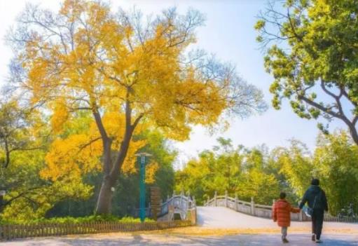 2023年深圳11月份一般多少度?2023年深圳11月份是冷是熱 2023年深圳11月份一般多少度?2023年深圳11月份是冷是熱
