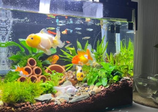 風(fēng)水魚養(yǎng)什么魚最好?風(fēng)水魚死了會破財嗎 風(fēng)水魚養(yǎng)什么魚最好?風(fēng)水魚死了會破財嗎