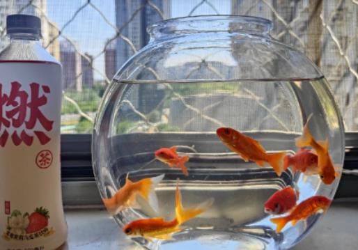 風(fēng)水魚養(yǎng)什么魚最好?風(fēng)水魚死了會破財嗎 風(fēng)水魚養(yǎng)什么魚最好?風(fēng)水魚死了會破財嗎