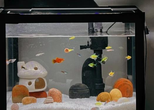 魚養(yǎng)多大有靈氣?一米的魚缸一個(gè)月用多少電 魚養(yǎng)多大有靈氣?一米的魚缸一個(gè)月用多少電