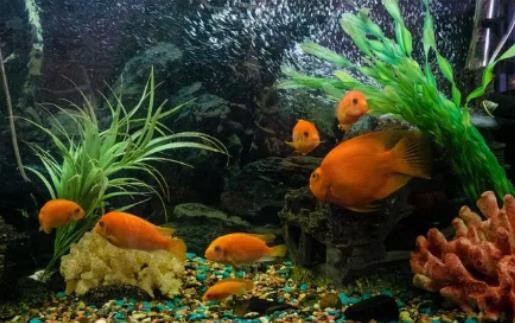 養(yǎng)魚(yú)的氣運(yùn)有什么講究?玄關(guān)能放小魚(yú)缸嗎 養(yǎng)魚(yú)的氣運(yùn)有什么講究?玄關(guān)能放小魚(yú)缸嗎