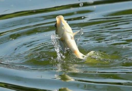 5畝魚塘一年多少利潤?農村魚塘適合養什么魚 5畝魚塘一年多少利潤?農村魚塘適合養什么魚