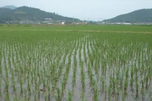 5畝魚塘一年多少利潤?農村魚塘適合養什么魚 5畝魚塘一年多少利潤?農村魚塘適合養什么魚
