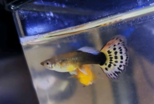 小金魚一年長多大?金魚喂食的技巧 小金魚一年長多大?金魚喂食的技巧
