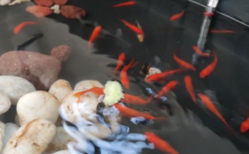 魚缸加鹽多久換水?魚缸需要定期放鹽嗎 魚缸加鹽多久換水?魚缸需要定期放鹽嗎